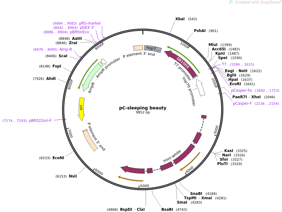 pC-sleeping beauty质粒图谱
